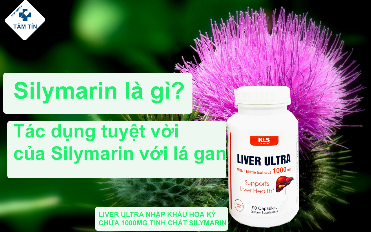 Silymarin là gì? Tác dụng tuyệt vời của Silymarin với lá gan